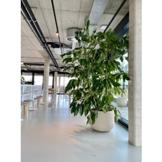 Afbeelding 1 Quooker