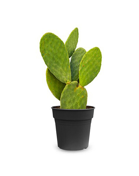 Opuntia