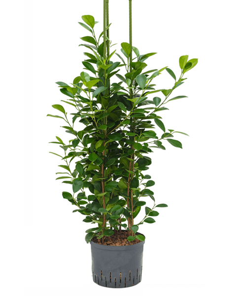 Plante hydroponique Ficus