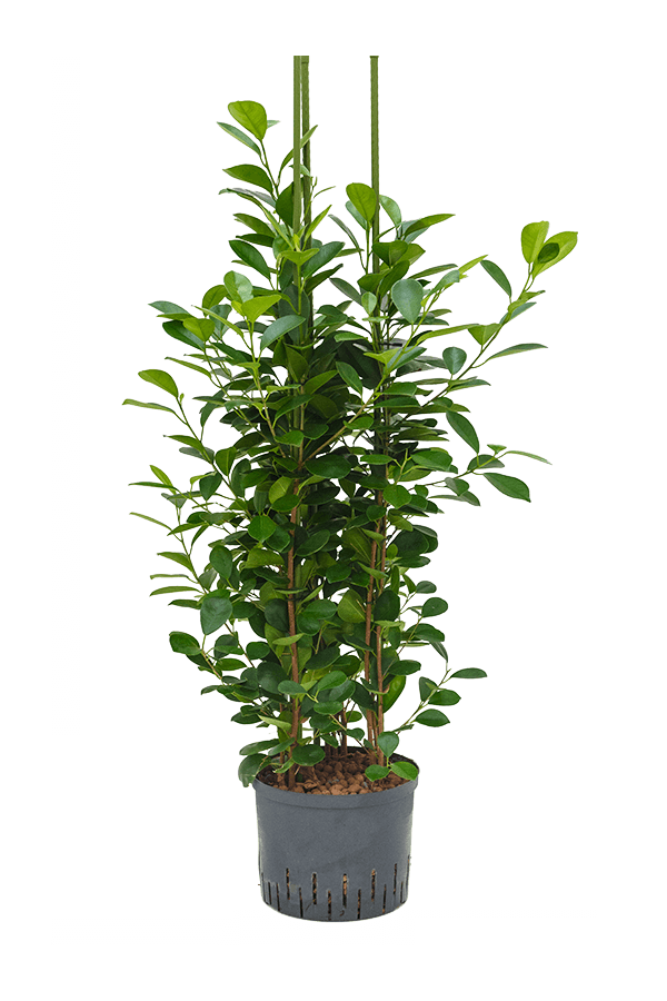 Plante hydroponique Ficus Microcarpa Moclame