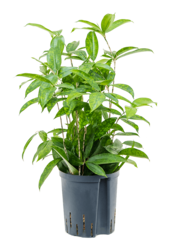 Plante hydroponique Dracaena Surculosa