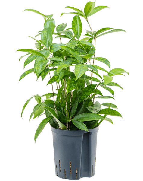 Plante hydroponique Dracaena