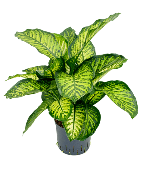 Hydroplant Dieffenbachia