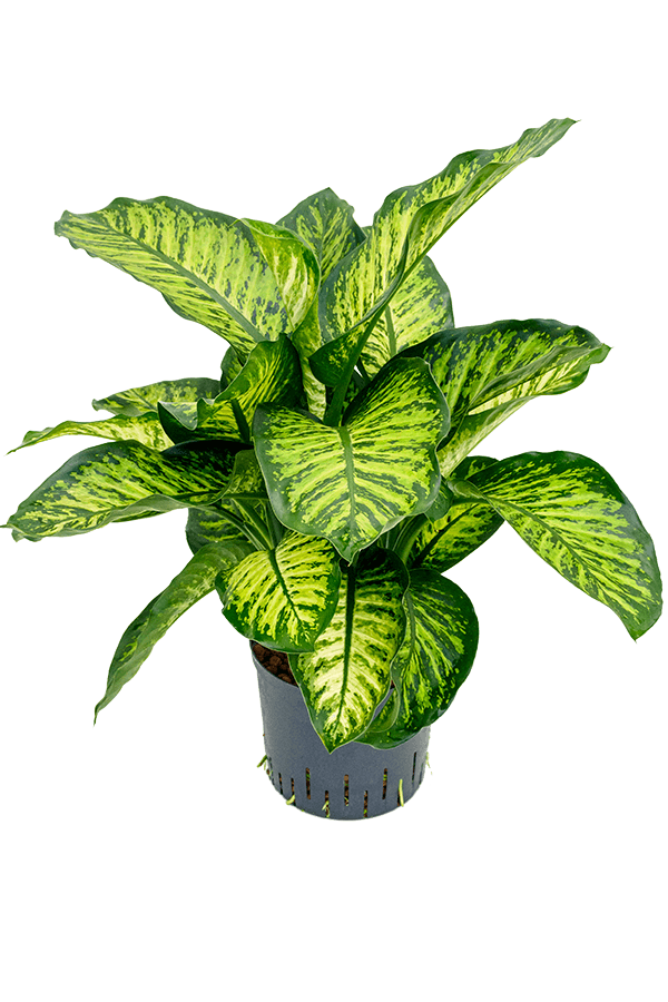 Hydroplant Dieffenbachia Seguine Maroba