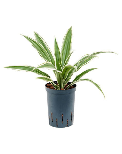 Hydroplante Dracaena