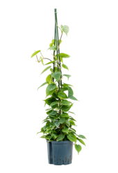 Plante hydroponique Philodendron Scandens