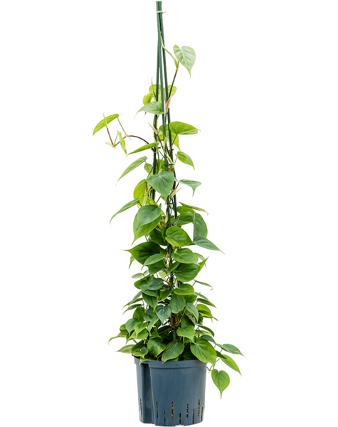 Plante hydroponique Philodendron