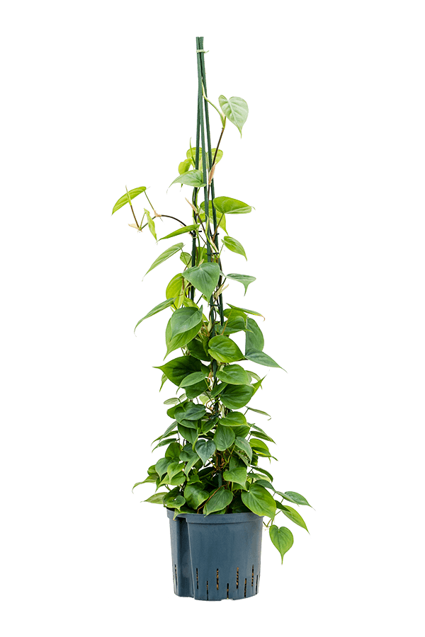 Plante hydroponique Philodendron Scandens