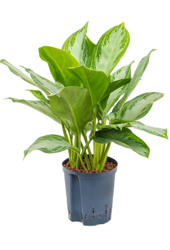 Hydroplante Aglaonema Silver Bay