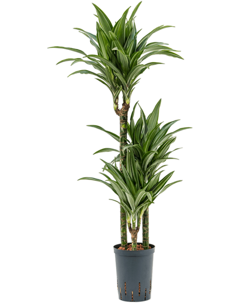 Hydroplante Dracaena