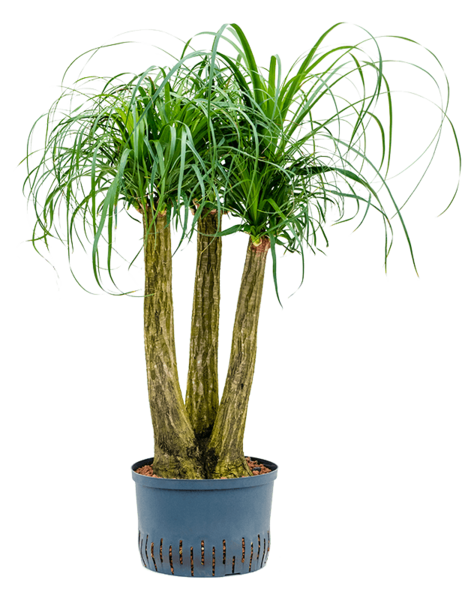 Hydroplante Beaucarnea