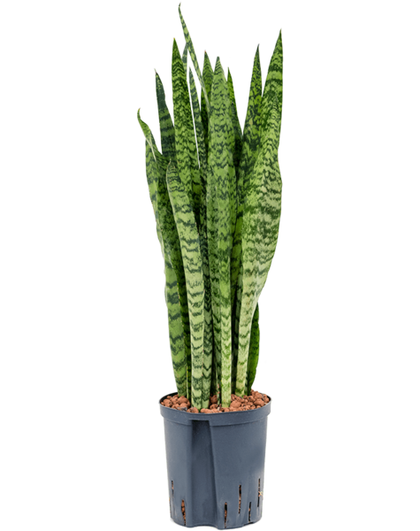 Hydroplant Sansevieria