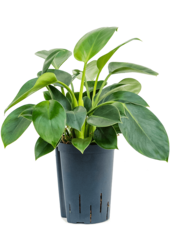 Hydroplant Philodendron Green Princess