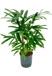 Hydroplant Rhapis Excelsa