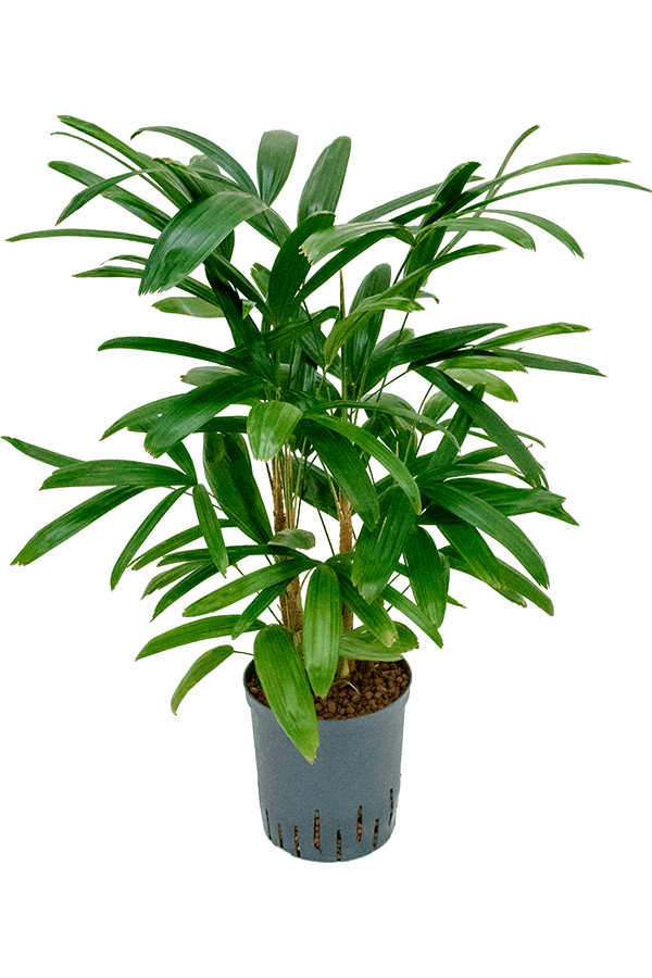 Hydroplant Rhapis Excelsa