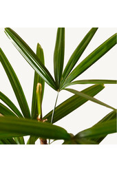 Hydroplant Rhapis Excelsa