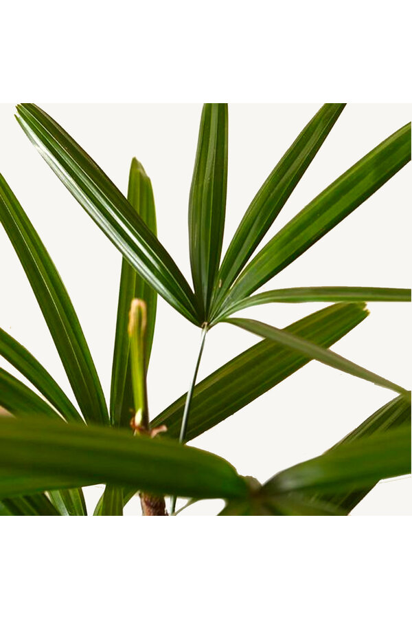 Hydroplant Rhapis Excelsa