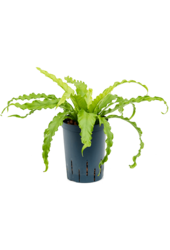 Hydroplante Asplenium Antiquum Osaka