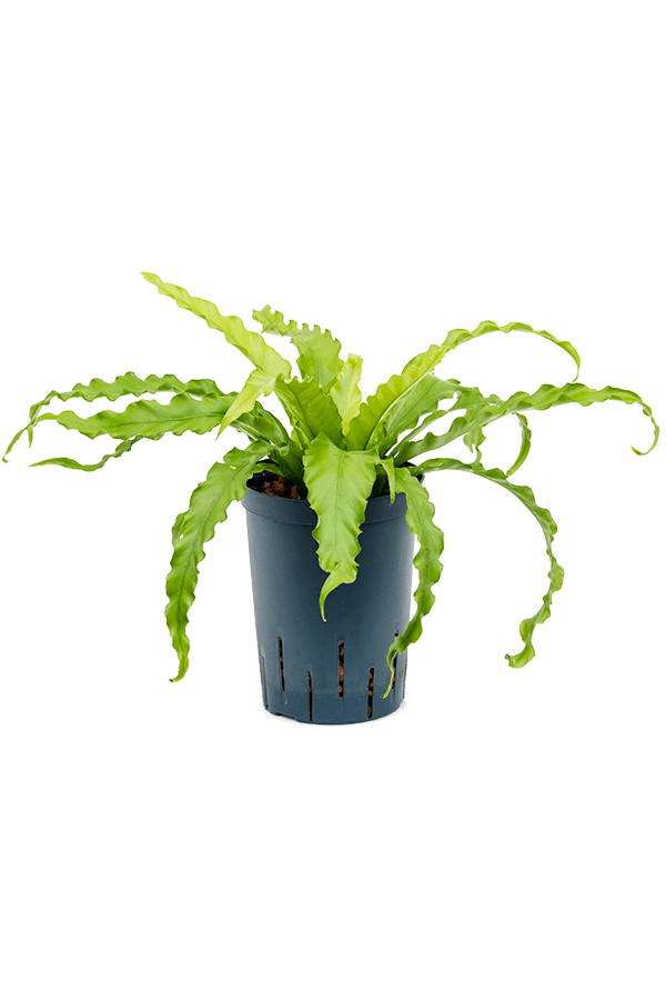 Hydroplante Asplenium Antiquum Osaka