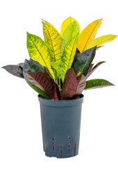 Hydroplante Croton (Codiaeum) Variegatum Mrs. Iceton