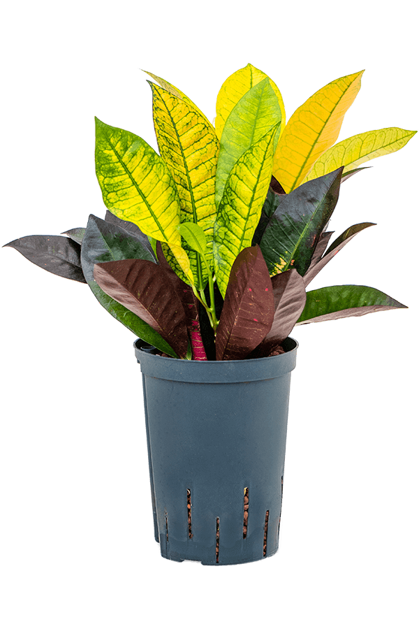 Hydroplante Croton (Codiaeum) Variegatum Mrs. Iceton