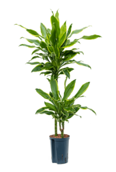 Hydroplante Dracaena Fragrans Golden Coast