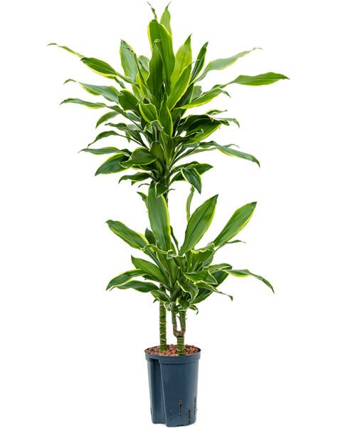 Hydroplante Dracaena