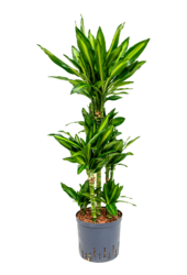 Hydroplante Dracaena Fragrans Cintho