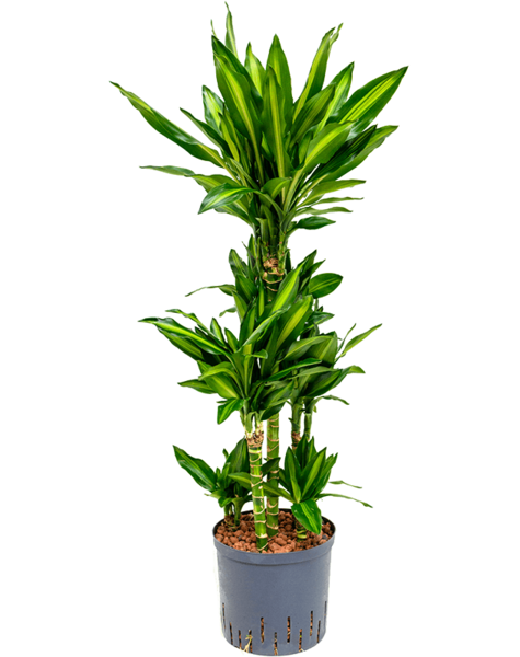 Hydroplante Dracaena
