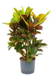 Hydroplante Croton (Codiaeum) Variegatum Petra