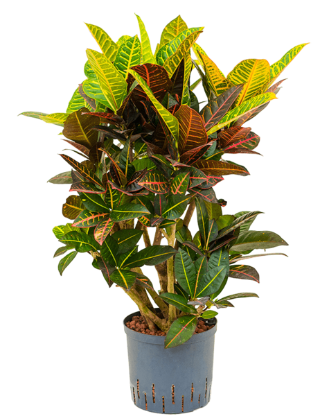 Hydroplante Croton