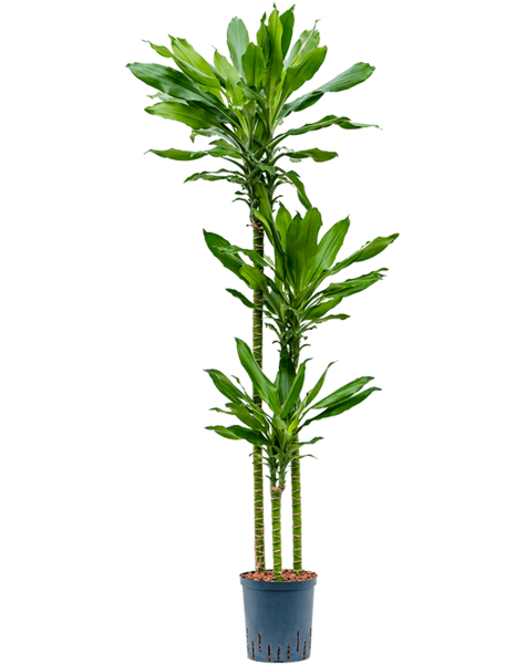 Hydroplante Dracaena