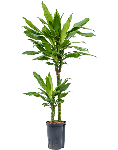 Hydroplante Dracaena