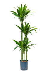 Hydroplante Dracaena Fragrans Arturo