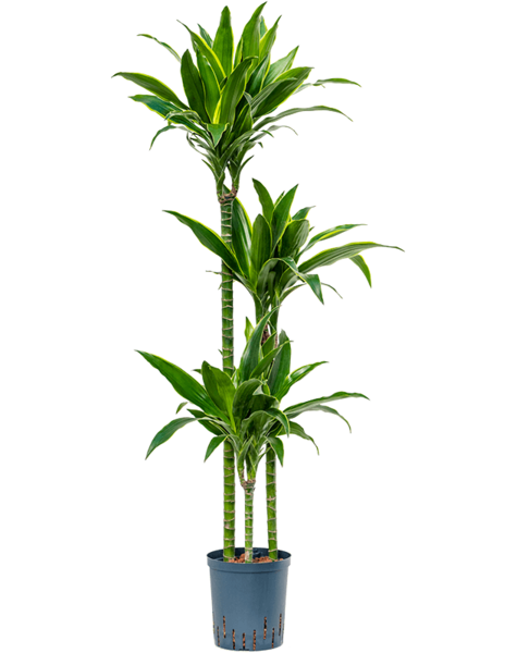 Hydroplante Dracaena