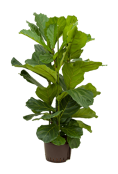 Hydroplante Ficus Lyrata