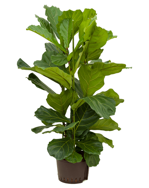 Hydroplante Ficus