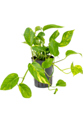 Hydroplant Scindapsus (Epipremnum) Aureum