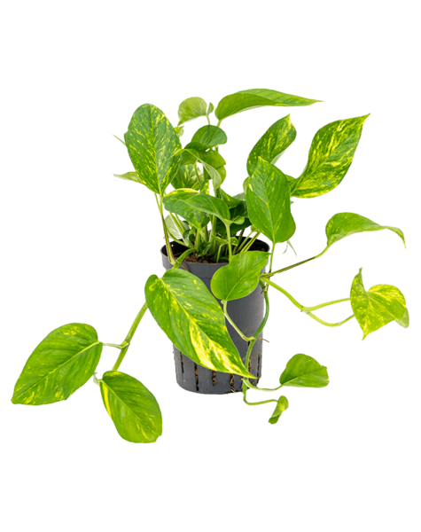 Hydroplant Scindapsus