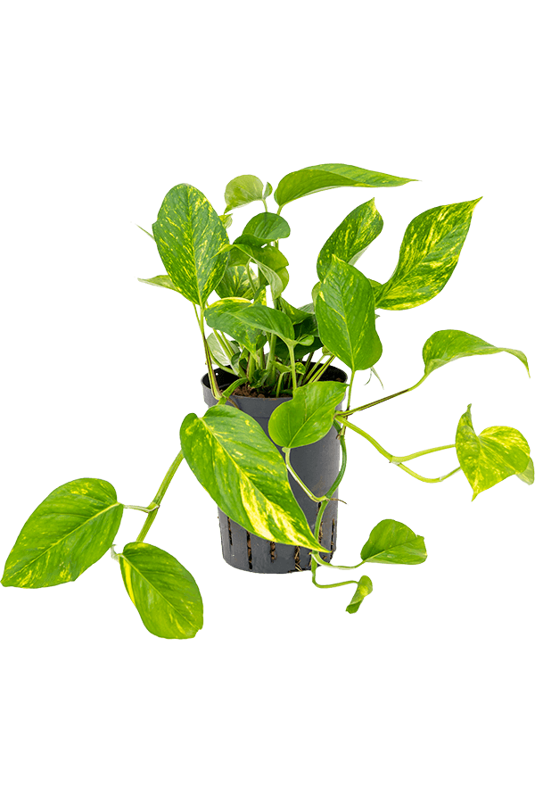 Hydroplant Scindapsus (Epipremnum) Aureum