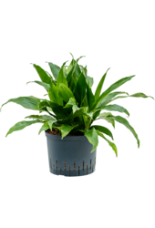 Hydroplant Dracaena Fragrans Janet Craig