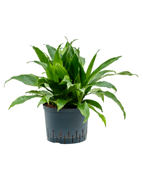 Hydroplante Dracaena