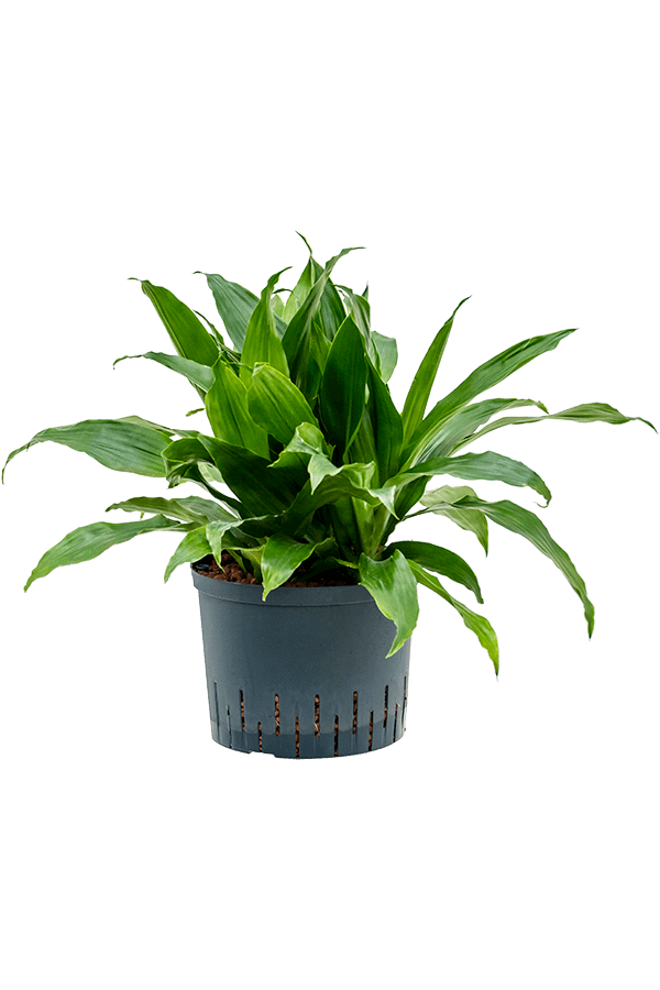 Hydroplant Dracaena Fragrans Janet Craig