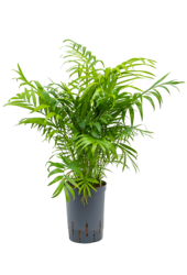 Hydroplant Chamaedorea Elegans