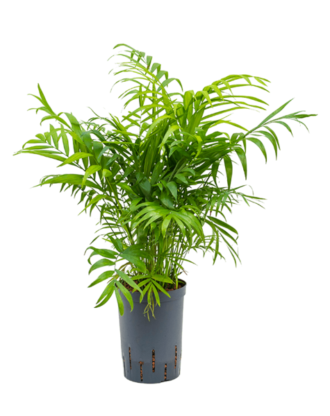 Hydroplant Chamaedorea