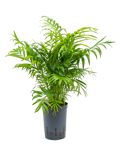 Hydroplante Chamaedorea