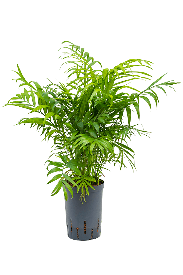 Hydroplant Chamaedorea Elegans