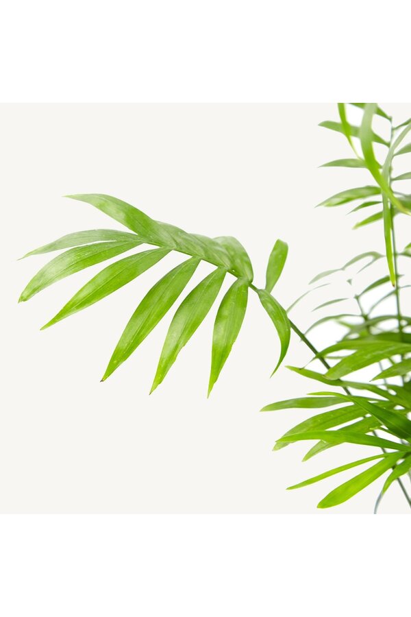 Hydroplante Chamaedorea Elegans