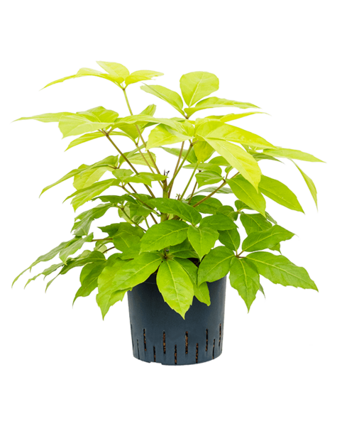Hydroplante Schefflera