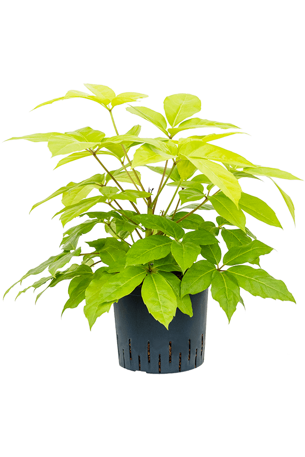 Hydroplante Schefflera Actinophylla Golden Amate